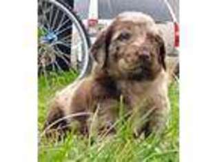 Labradoodle Puppy for sale in Lamar, MO, USA