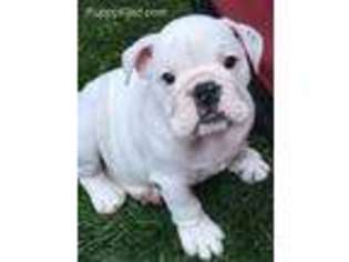 Bulldog Puppy for sale in Rupert, ID, USA
