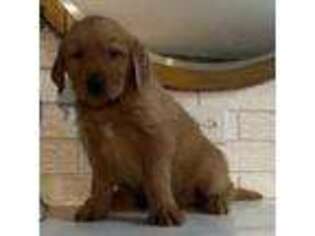 Golden Retriever Puppy for sale in Denton, TX, USA