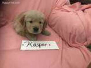 Golden Retriever Puppy for sale in Zion Grove, PA, USA
