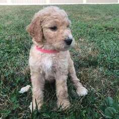 Goldendoodle Puppy for sale in POTTSTOWN, PA, USA