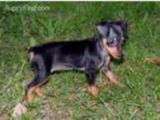 Miniature Pinscher Puppy for sale in Harrington, DE, USA