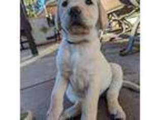 Labrador Retriever Puppy for sale in Rancho Cucamonga, CA, USA