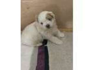 Mal-Shi Puppy for sale in Dixon, IL, USA