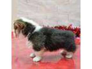 Pembroke Welsh Corgi Puppy for sale in Lindsay, CA, USA