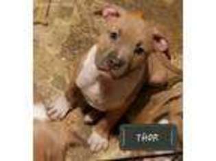 American Staffordshire Terrier Puppy for sale in Mooresburg, TN, USA