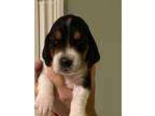 Basset Hound Puppy for sale in Union, KY, USA