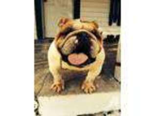 Bulldog Puppy for sale in SHALLOTTE, NC, USA
