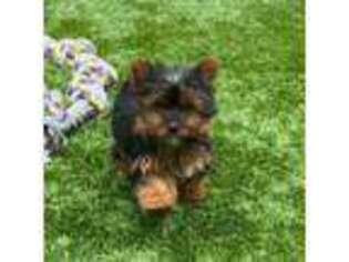 Yorkshire Terrier Puppy for sale in Fountain Hills, AZ, USA