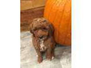 Mutt Puppy for sale in Montrose, PA, USA