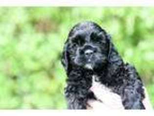 Cocker Spaniel Puppy for sale in Irving, TX, USA
