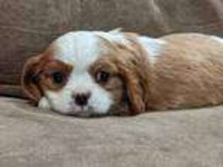 Cavalier King Charles Spaniel Puppy for sale in Kite, GA, USA