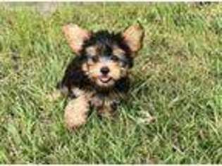 Yorkshire Terrier Puppy for sale in El Campo, TX, USA
