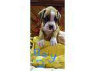 Boxer Puppy for sale in Marion Center, PA, USA