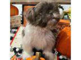 Mutt Puppy for sale in Biggs, CA, USA
