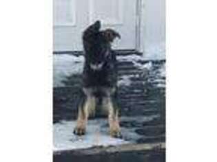 German Shepherd Dog Puppy for sale in Worthington, MN, USA