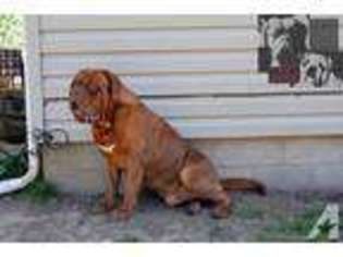 American Bull Dogue De Bordeaux Puppy for sale in AMES, KS, USA