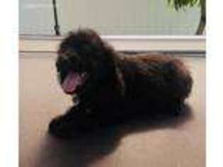 Labradoodle Puppy for sale in Miami, FL, USA
