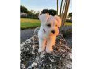 Mutt Puppy for sale in Clermont, FL, USA