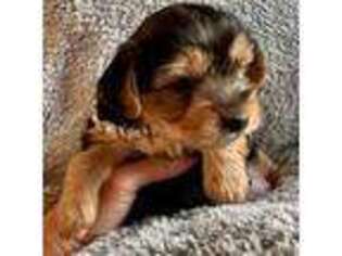 Yorkshire Terrier Puppy for sale in Middle Island, NY, USA