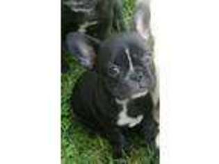 French Bulldog Puppy for sale in Greenfield, MO, USA