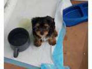 Yorkshire Terrier Puppy for sale in Chino Hills, CA, USA