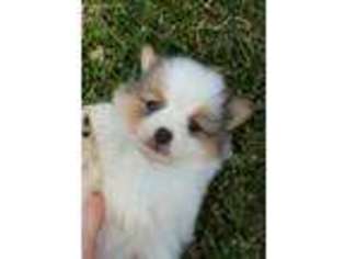 Pomeranian Puppy for sale in Crawford, GA, USA