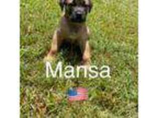 Boerboel Puppy for sale in Houston, TX, USA