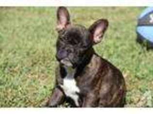 French Bulldog Puppy for sale in ROCKVILLE, MD, USA