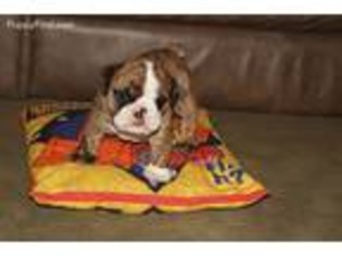Bulldog Puppy for sale in Mc Clure, PA, USA