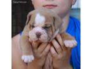 Olde English Bulldogge Puppy for sale in Frankston, TX, USA