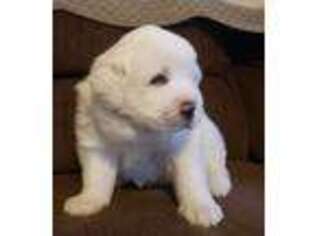 Great Pyrenees Puppy for sale in Eatonton, GA, USA