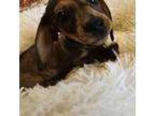 Dachshund Puppy for sale in Sterling, IL, USA
