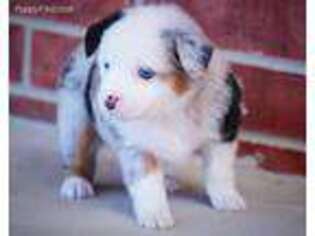 Miniature Australian Shepherd Puppy for sale in Stinnett, TX, USA