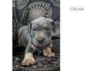 Mutt Puppy for sale in Wichita Falls, TX, USA