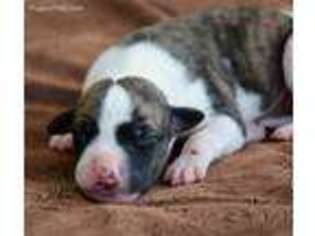 Whippet Puppy for sale in Bonham, TX, USA