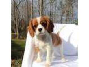 Cavalier King Charles Spaniel Puppy for sale in Spencer, TN, USA