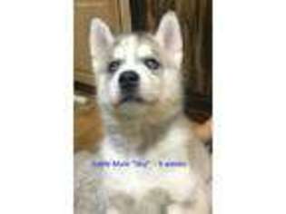 Siberian Husky Puppy for sale in Port Austin, MI, USA