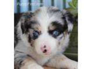 Miniature Australian Shepherd Puppy for sale in Carthage, MO, USA