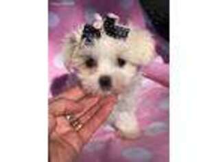 Maltese Puppy for sale in Sioux Center, IA, USA