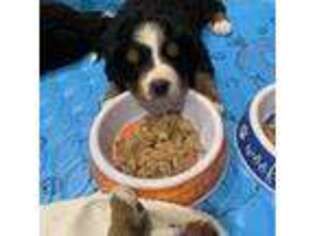 Bernese Mountain Dog Puppy for sale in Appleton, WI, USA