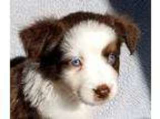 Miniature Australian Shepherd Puppy for sale in Hatley, WI, USA