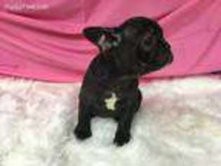 French Bulldog Puppy for sale in Pollok, TX, USA