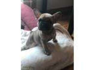 French Bulldog Puppy for sale in Appleton, WI, USA
