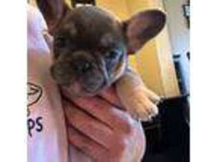 French Bulldog Puppy for sale in Lewis Center, OH, USA
