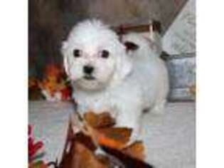 Havanese Puppy for sale in Richardson, TX, USA