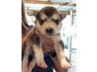 Alaskan Malamute Puppy for sale in Ottawa, OH, USA