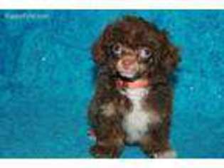 Mutt Puppy for sale in Dawson Springs, KY, USA