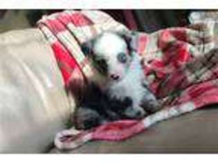 Miniature Australian Shepherd Puppy for sale in Dayton, OH, USA