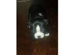 Boston Terrier Puppy for sale in Gastonia, NC, USA
